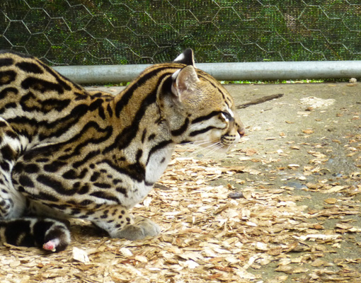 Cat in Ecuador's Animal Rescue Centre