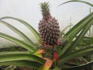 Pineapple planted in Ecuador