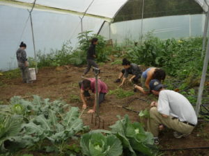Volunteers planting